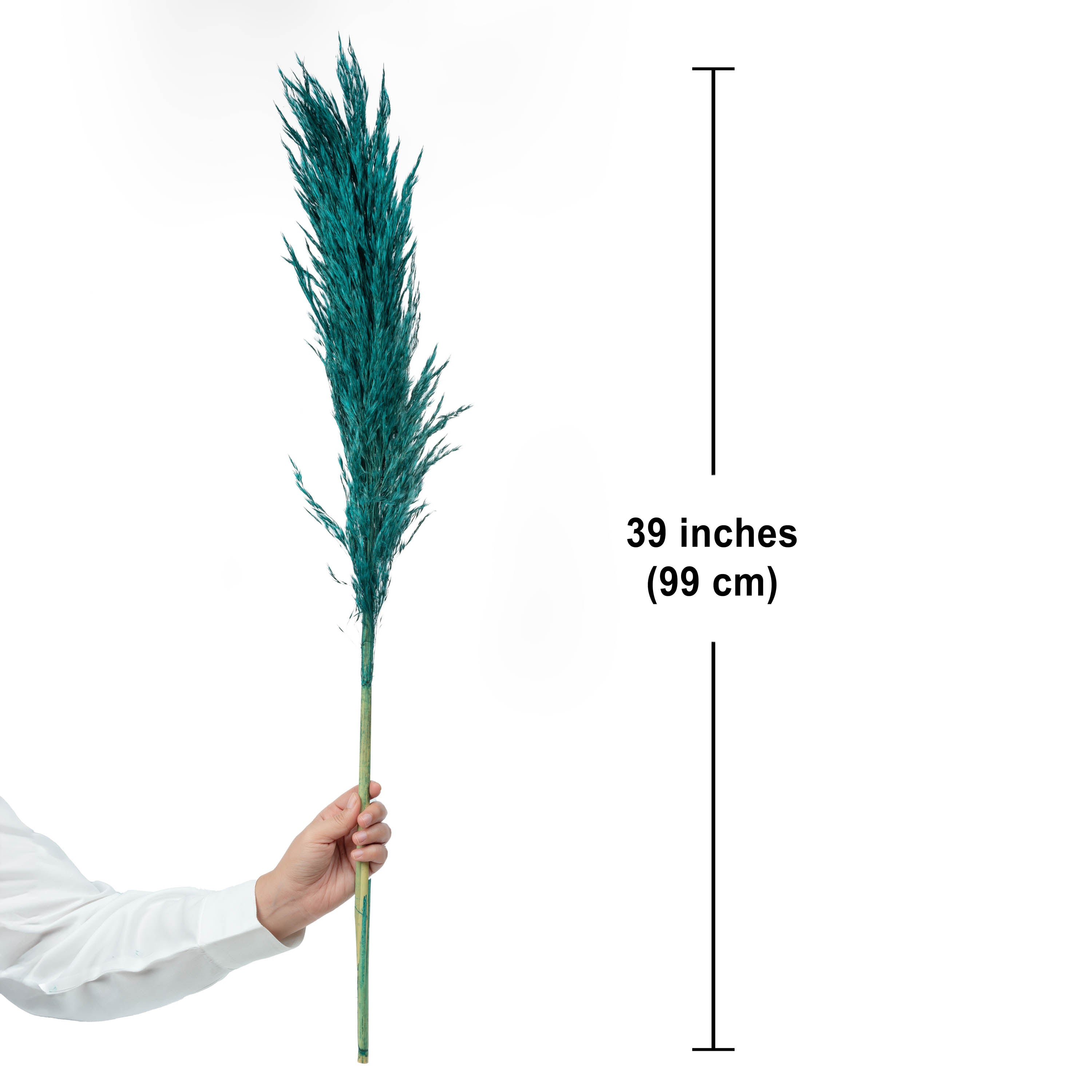 Natural Dried Pampas Grass – 5 Stems (Teal)