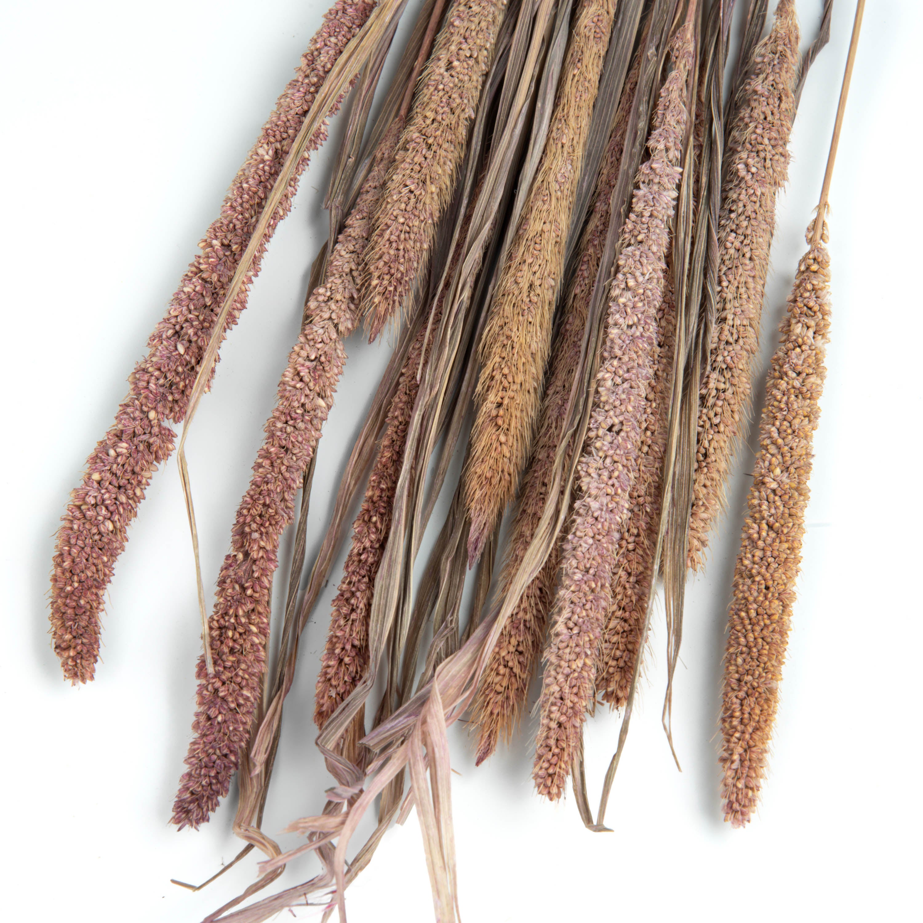 Natural Dried Millet 10 pc pack- Lavender