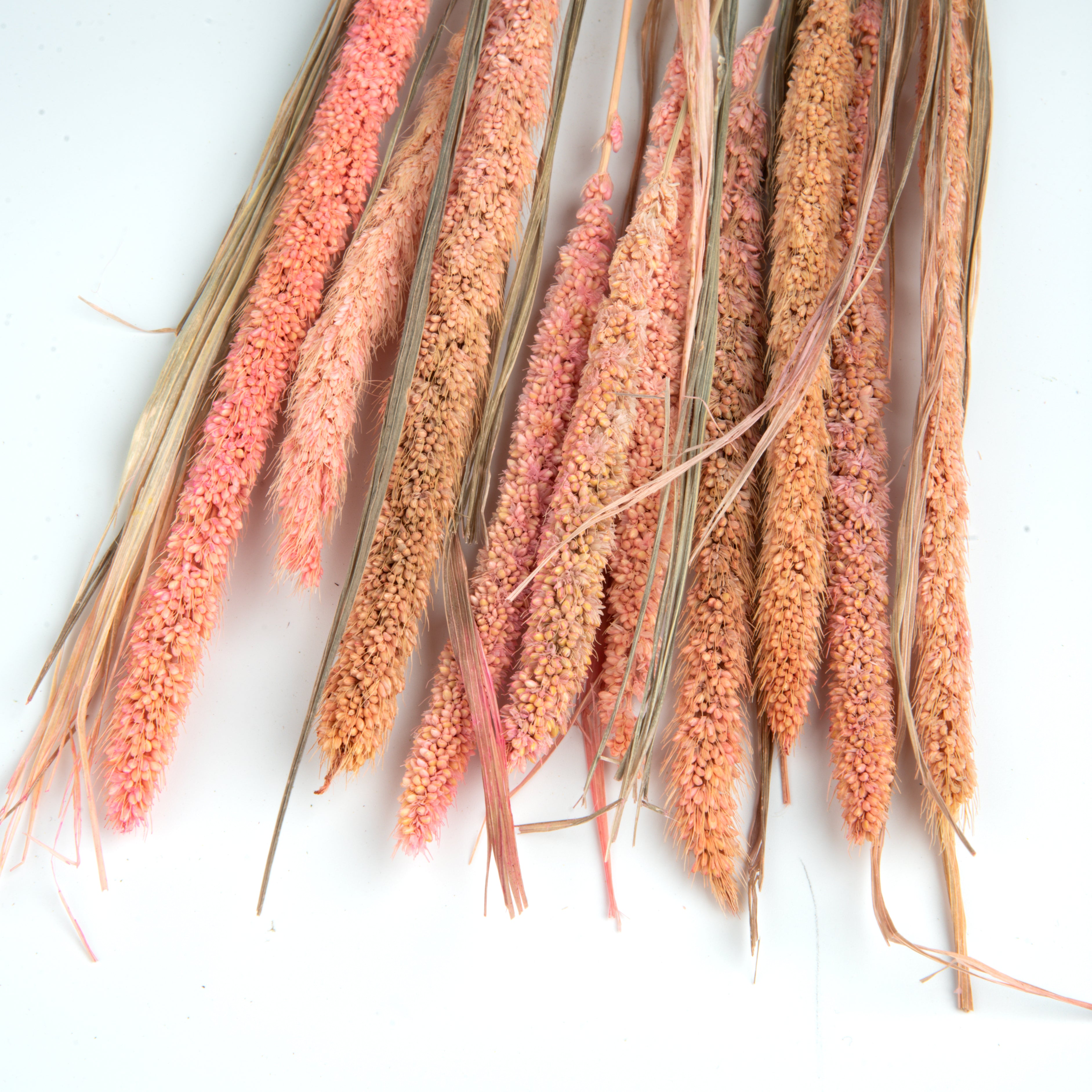 Natural Dried Millet 10 pc pack- Pink (Vase Filler for Home Decor)