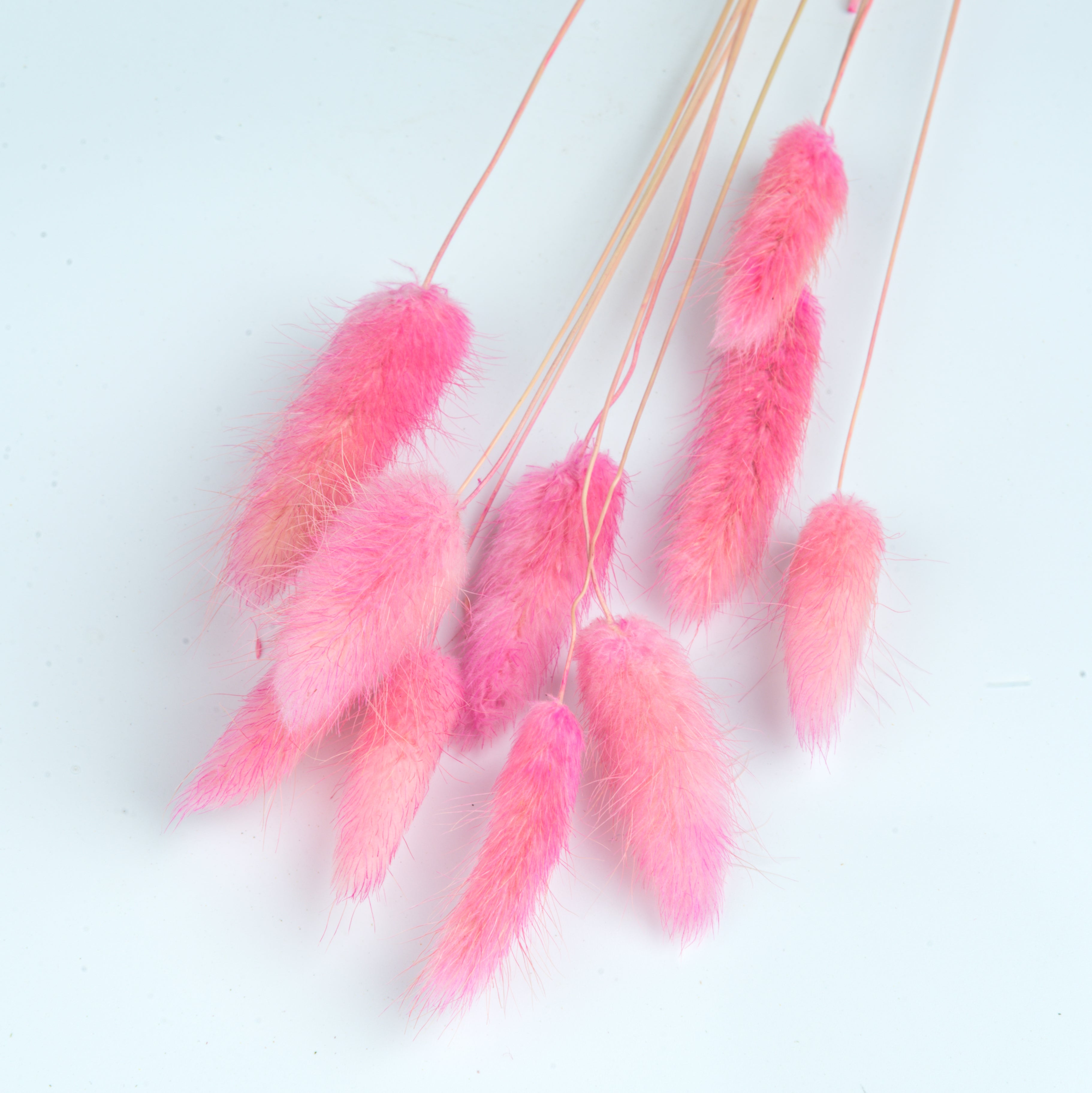 Natural Dried Bunnytail/Lagarus – 10 Stems (Pink)