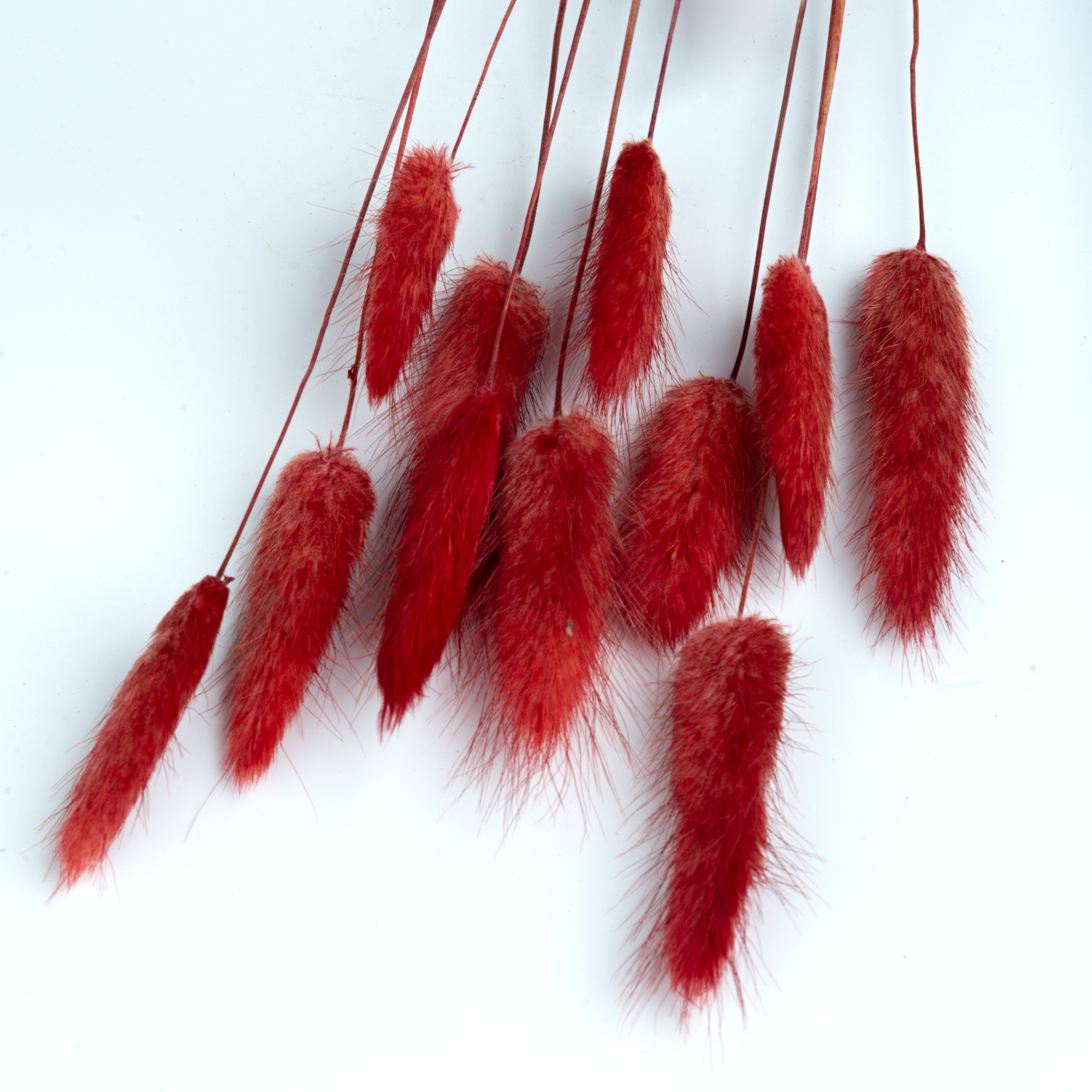 Natural Dried Bunnytail/Lagarus – 10 Stems (Red)