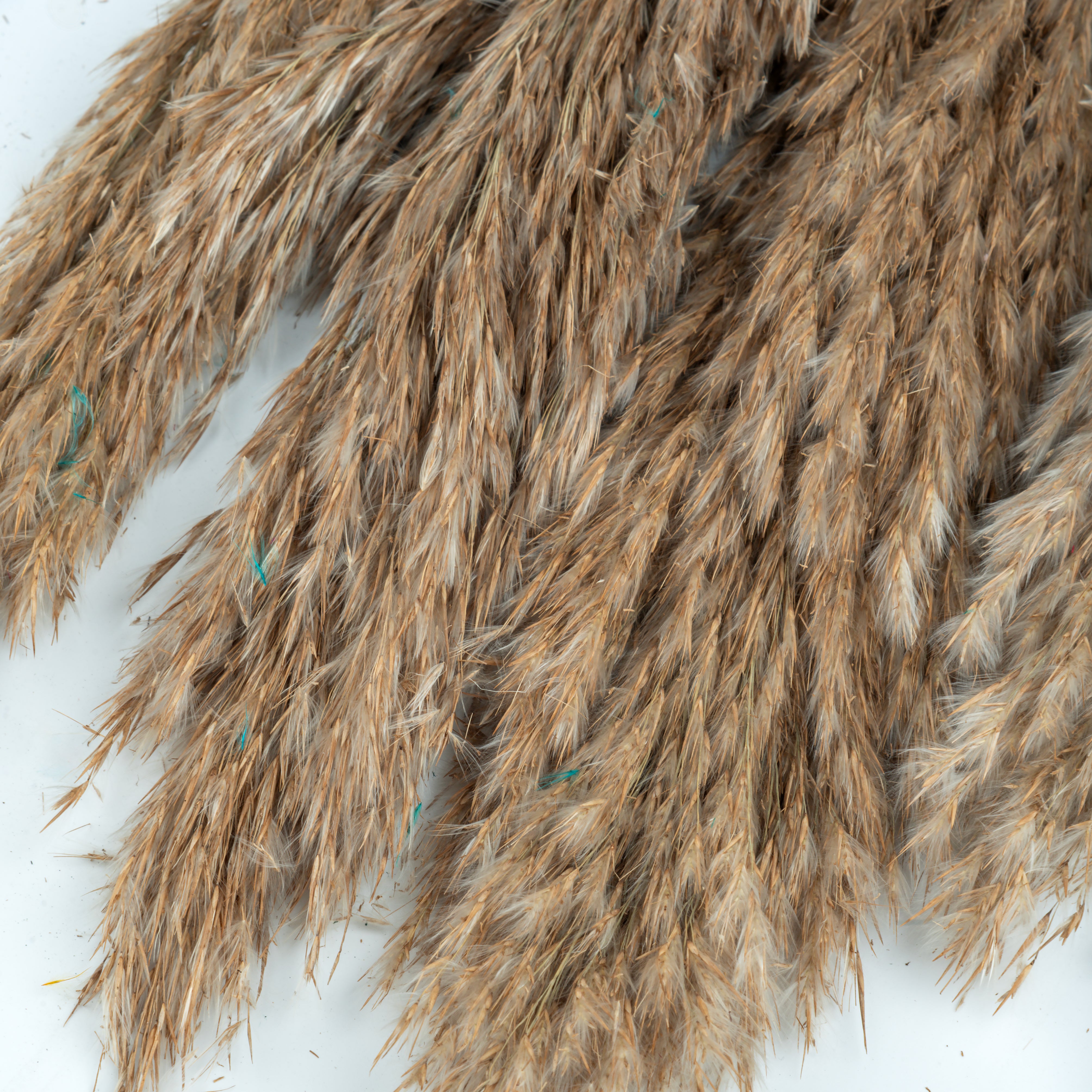 Natural Dried Pampas Grass – 5 Stems (Beige/Light Brown)