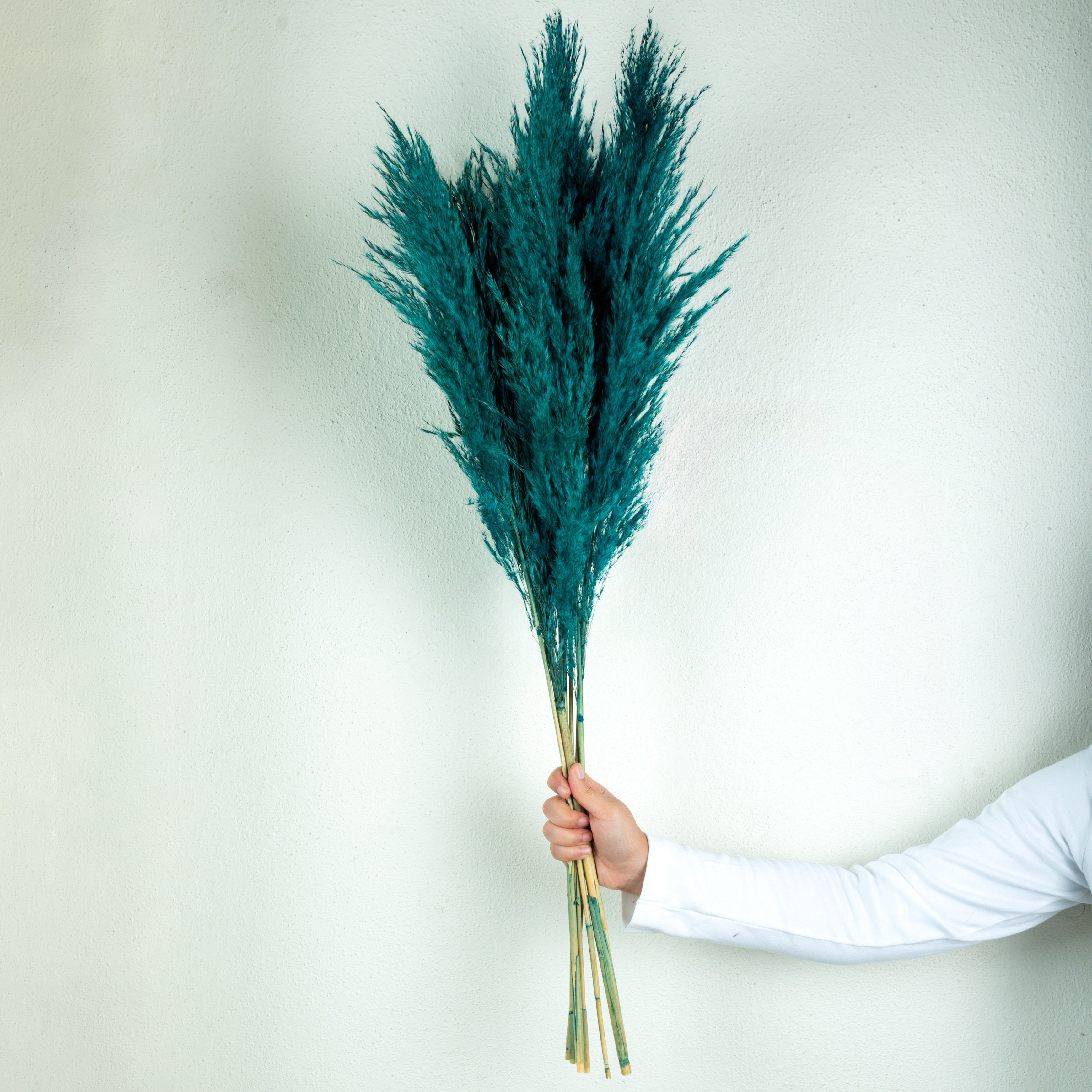 Natural Dried Pampas Grass – 5 Stems (Teal)