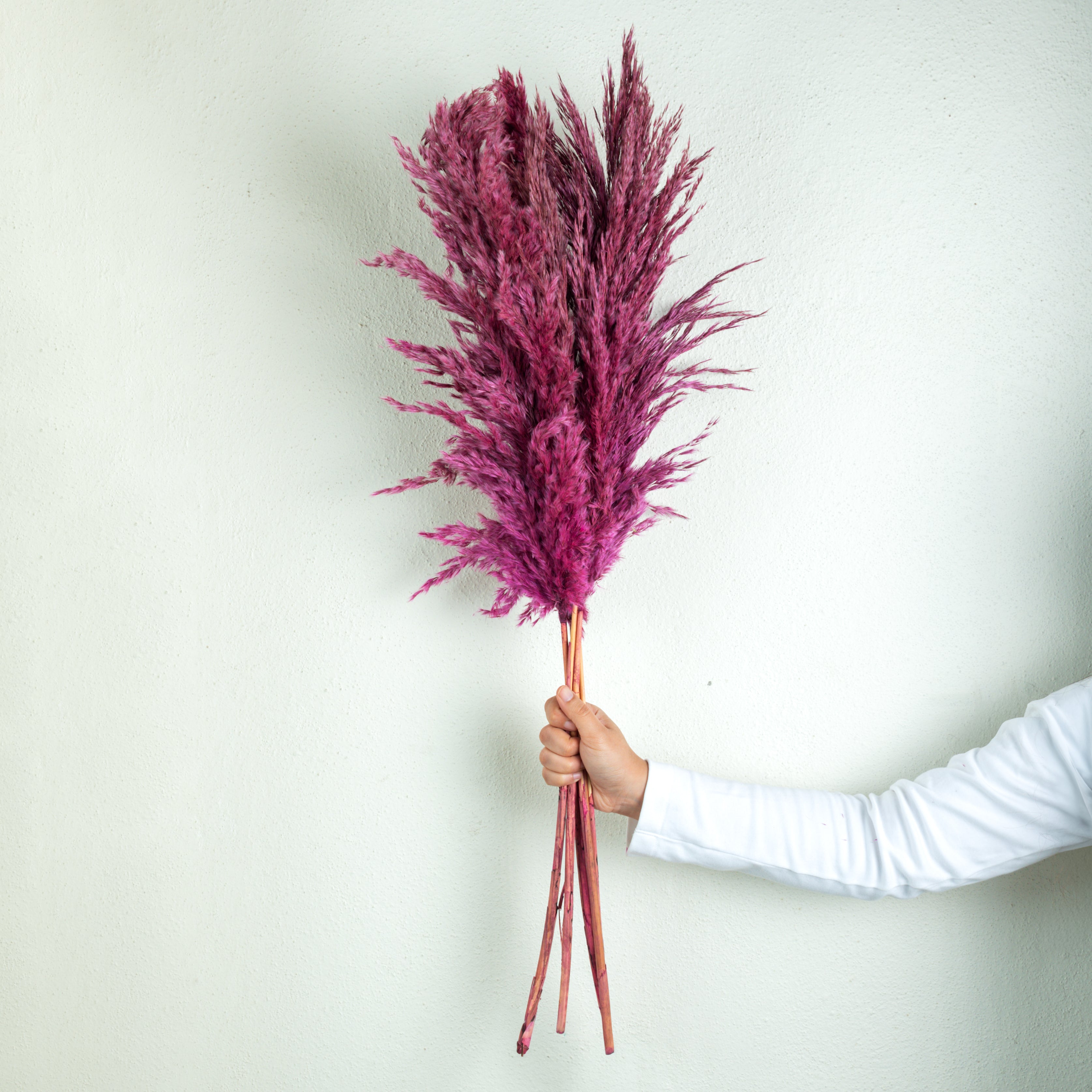 Natural Dried Pampas Grass – 5 Stems (Vibrant Pink)