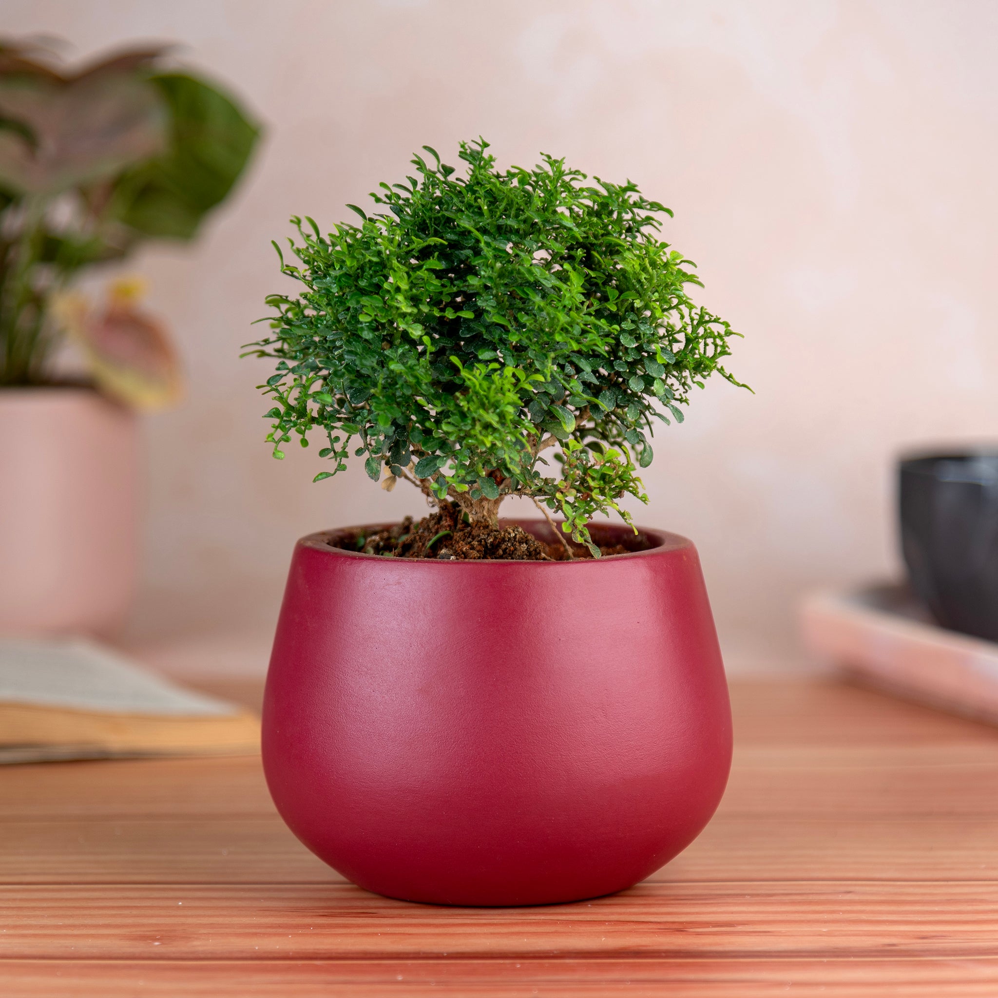 Artmansha 'Minimal' Maroon Terracotta Planter