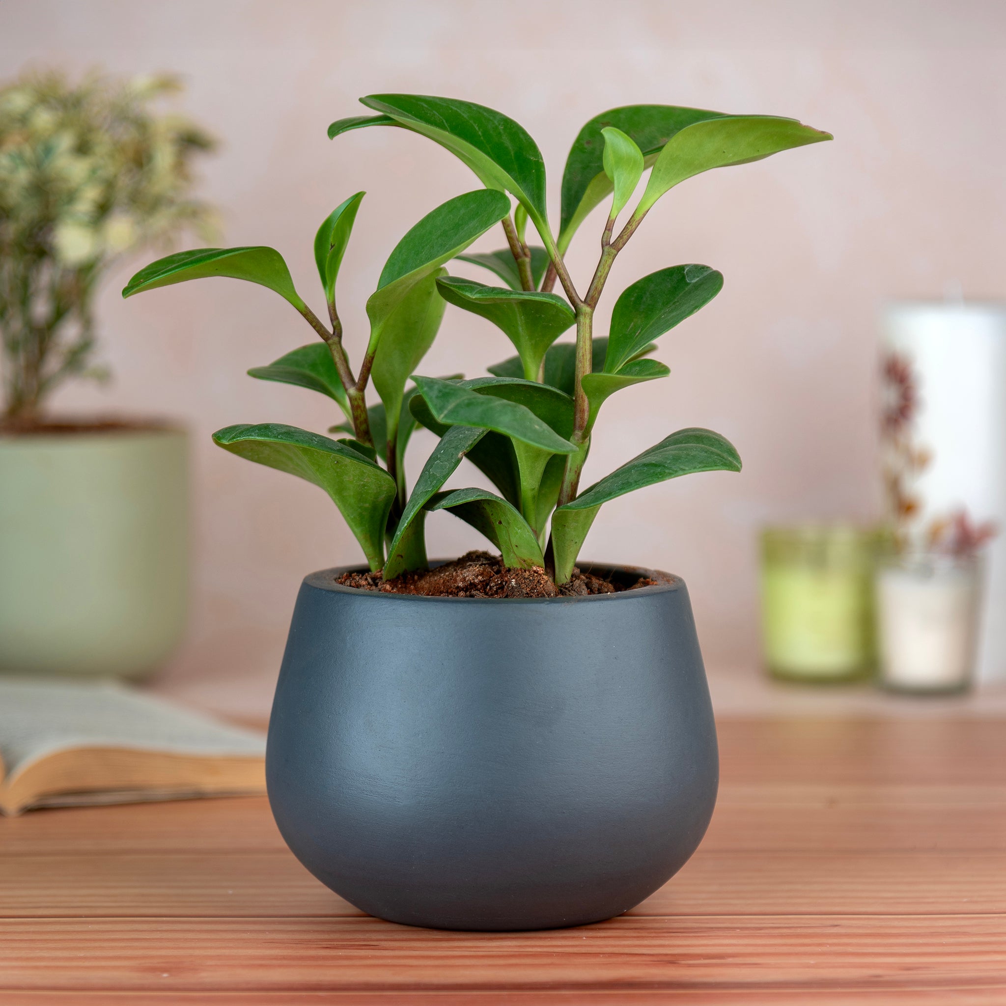 Artmansha 'Minimal' Grey Terracotta Planter