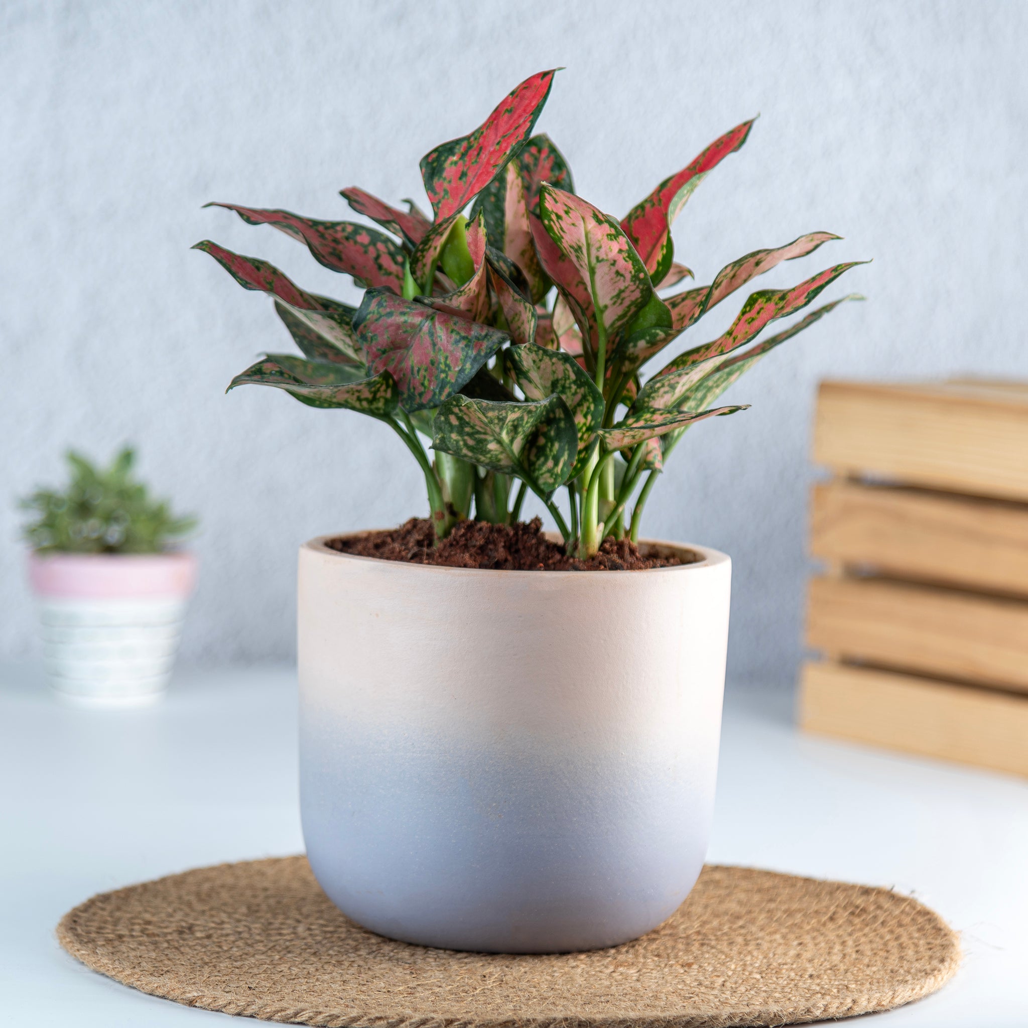 Artmansha Shaded Pink Terracotta Planter