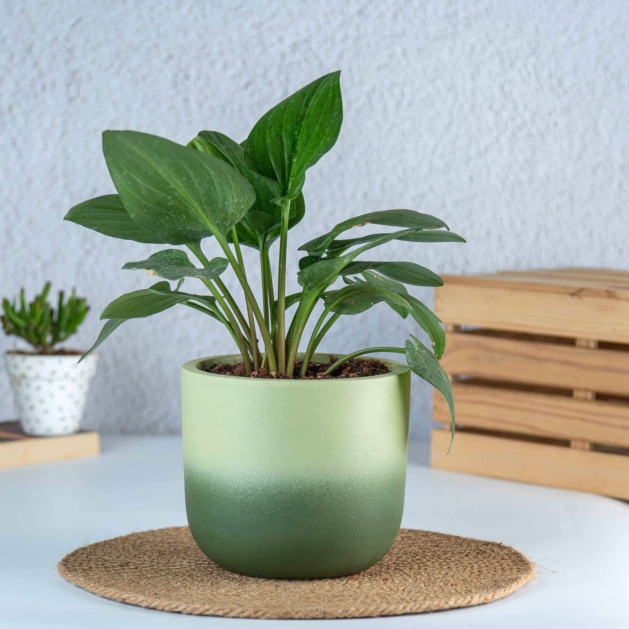 Artmansha Shaded Green Terracotta Planter