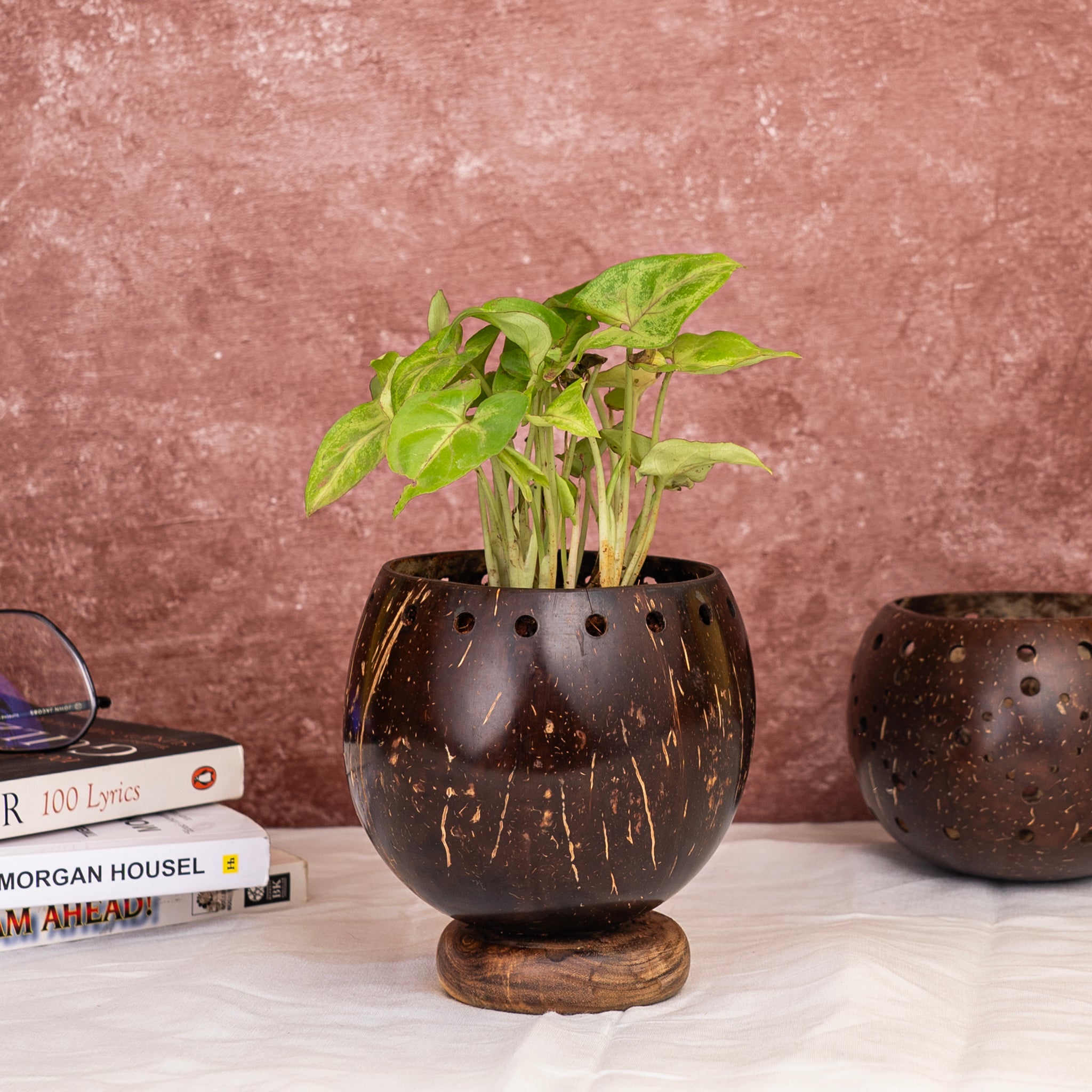 'Coco' Coconut Shell Planter with Wooden Base