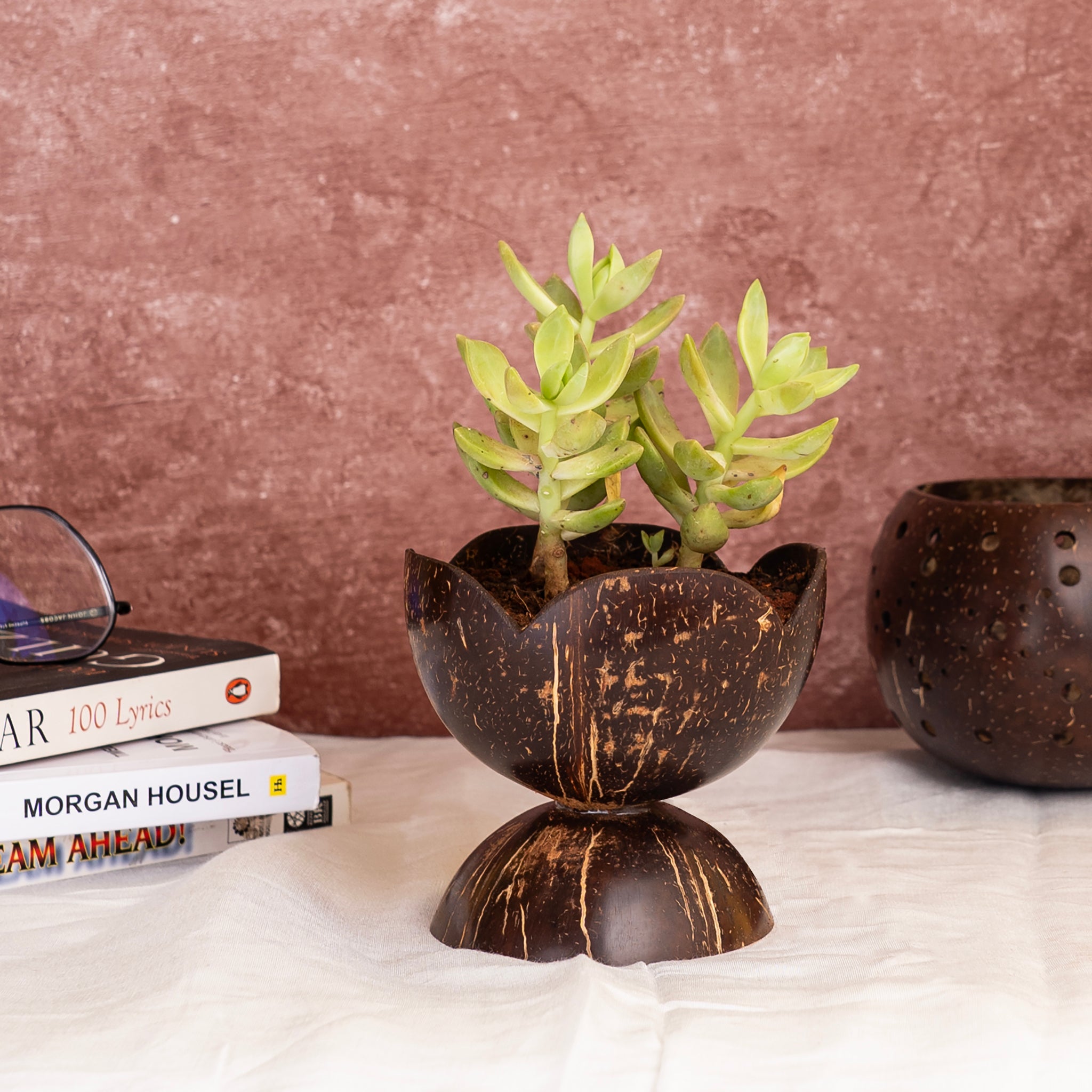 'Coco' Coconut Shell Tiny Succulent Pot