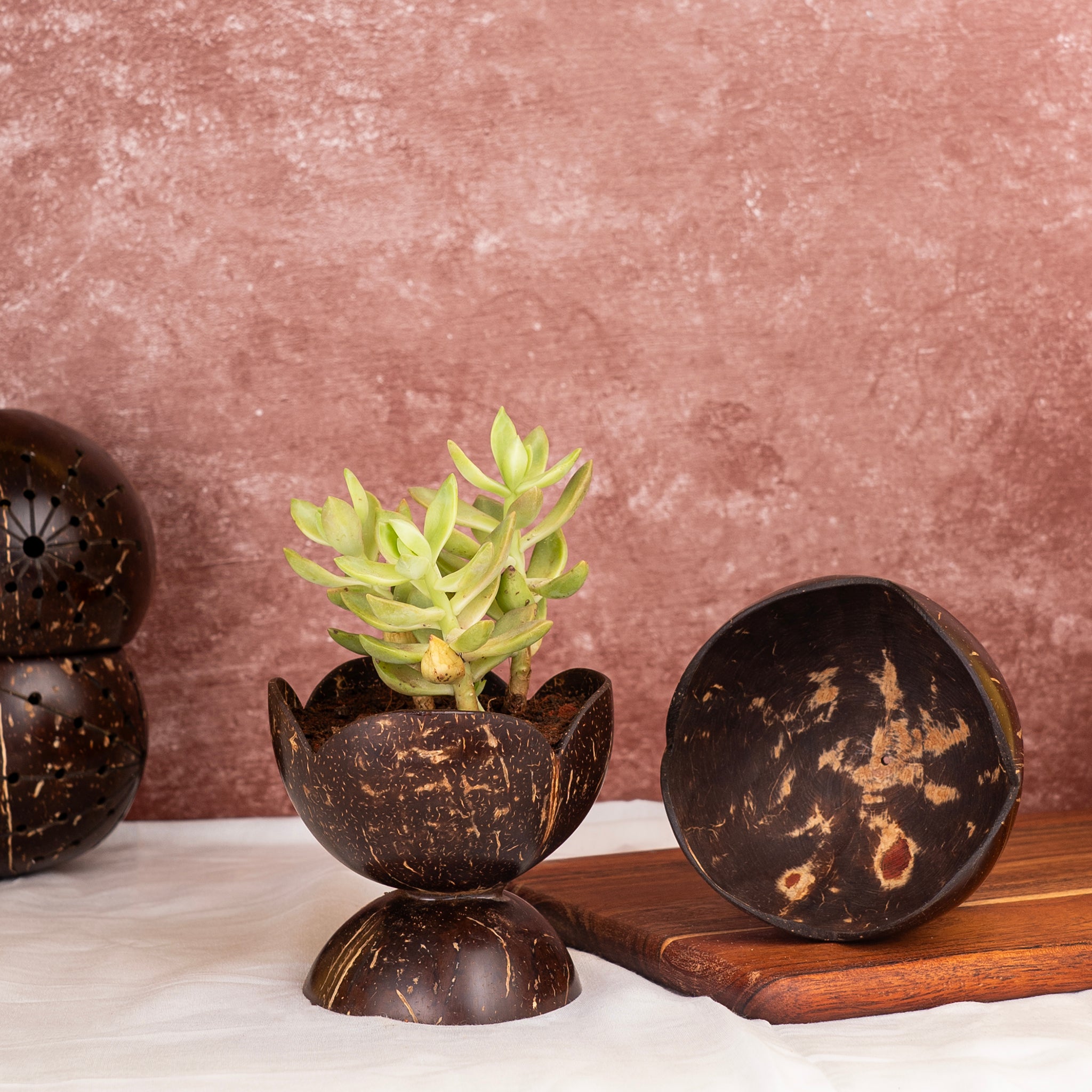 'Coco' Coconut Shell Tiny Succulent Pot